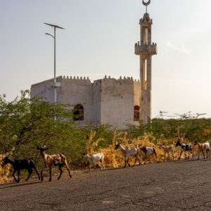 Tales of the Djibouti, stolen moments By Camille Massida